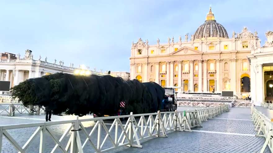 Vatican Christmas tree goes up in St Peter's Square ahead of festive season