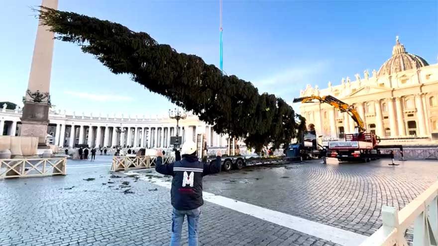 Vatican Christmas tree goes up in St Peter's Square ahead of festive season