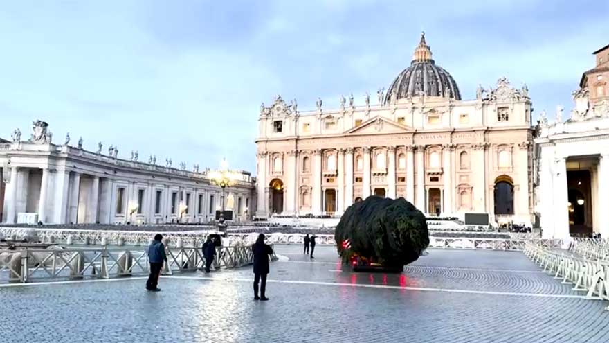 Vatican Christmas tree goes up in St Peter's Square ahead of festive season