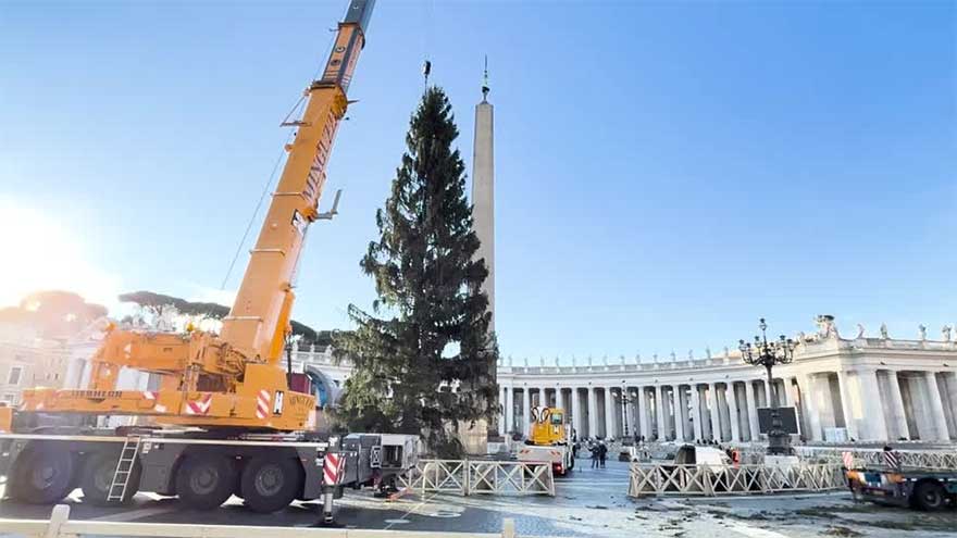 Vatican Christmas tree goes up in St Peter's Square ahead of festive season