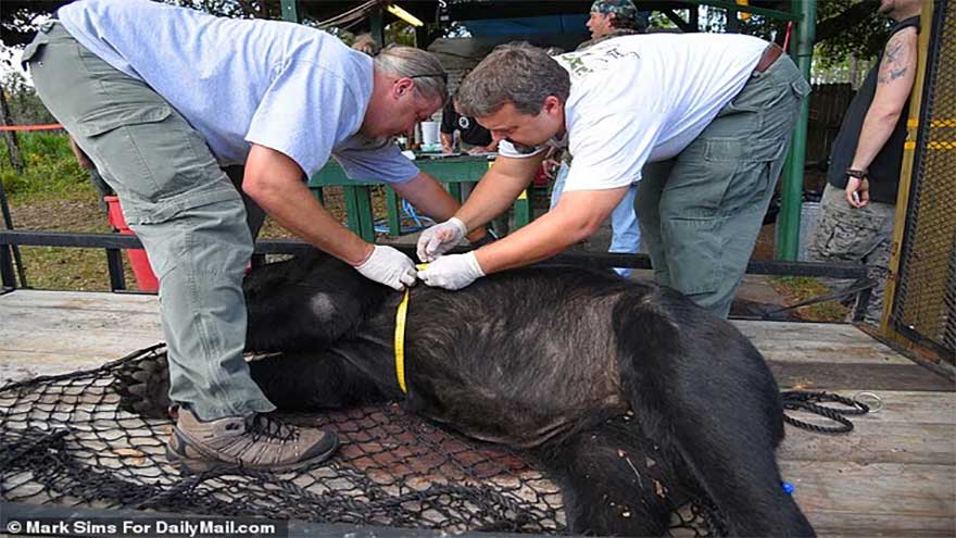 Gruesome death ordered for 172 bears as hunt ritual approved