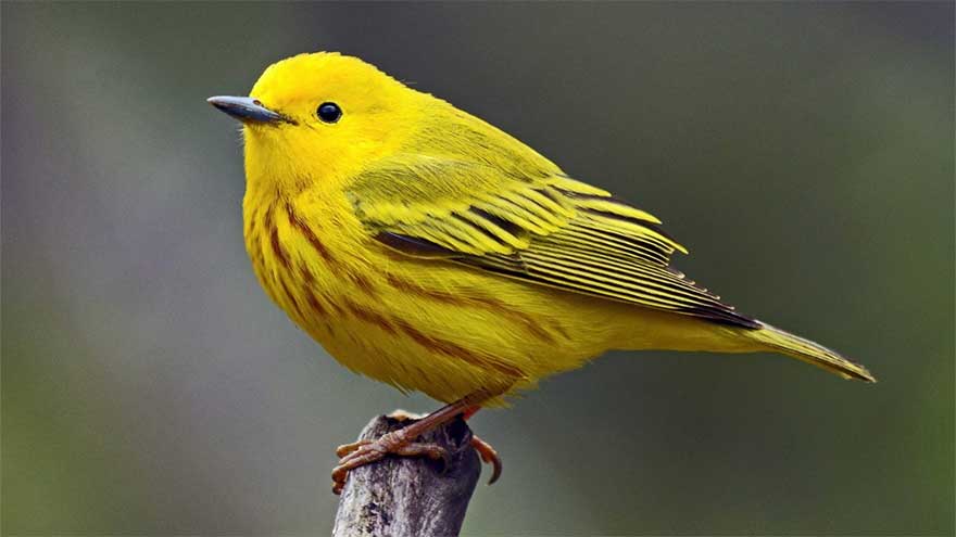 Yellow warblers are stuck with the wrong beaks in a warming world