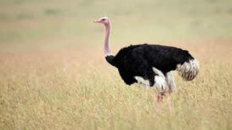 Punjab launches first ostrich breeding program