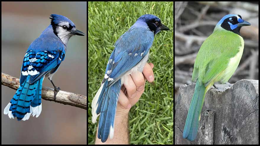 Rare hybrid bird discovered in Texas backyard