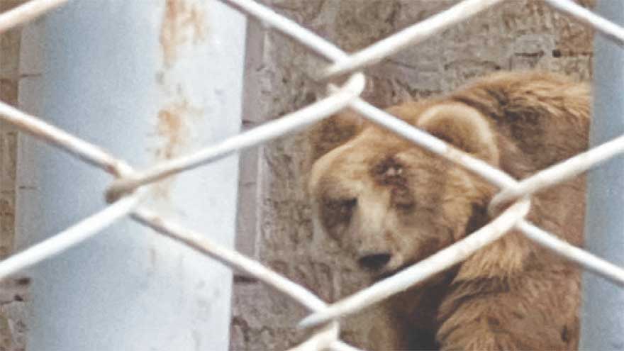 Karachi Zoo faces backlash over 'neglect, mistreatment' of female bear