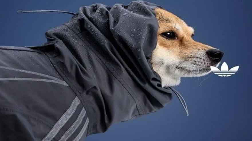 Adidas launches exclusive pets collection featuring clothing for cats and dogs