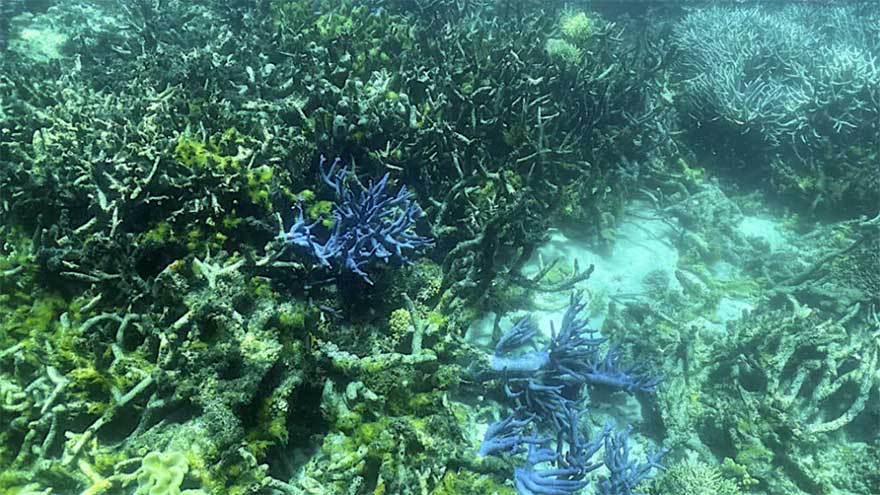 Dunya News Top nature group to unveil new 'red list' of threatened species