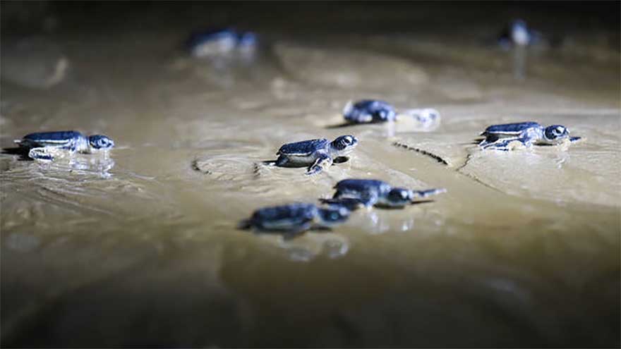 Pakistan launches sea turtle protection project to boost seafood exports