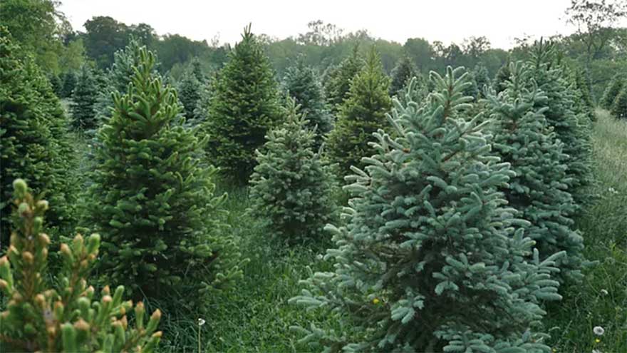 Scientists discover gold nanoparticles hidden in spruce tree needles