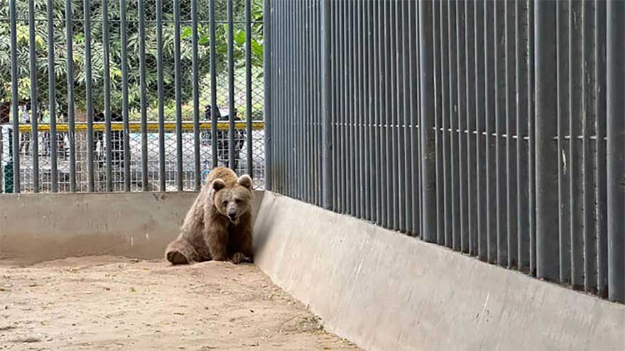 Brown bear Rano set to relocate to Islamabad sanctuary from Karachi zoo on court order