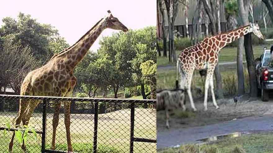 Giraffes return to Lahore zoo after 8 years, delighting families and children