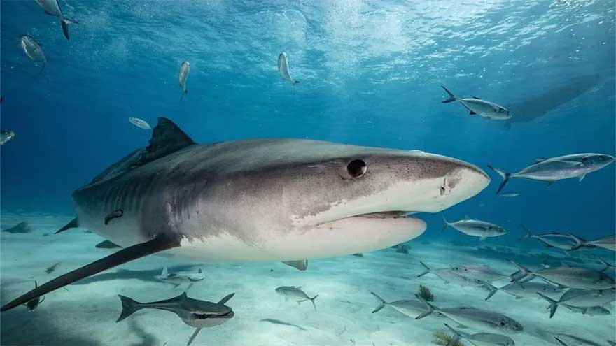 Pakistan to devise plan to protect endangered sharks in Arabian Sea