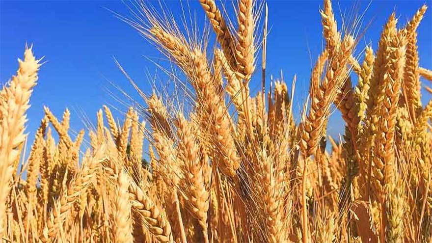 Sindh urges centre to set wheat support price