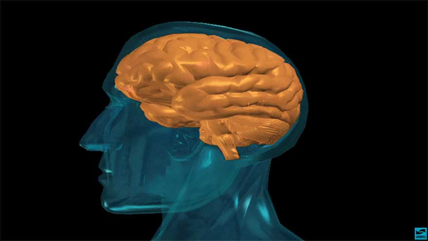 Male brains shrink faster than female brains, study finds