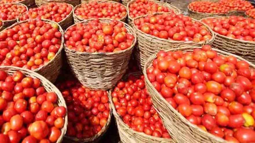 Tomato prices skyrocket across Pakistan, hitting Rs500 per kg in Lahore