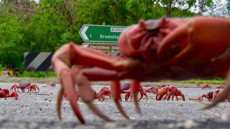 Millions of red crabs begin annual migration on Christmas Island to the sea