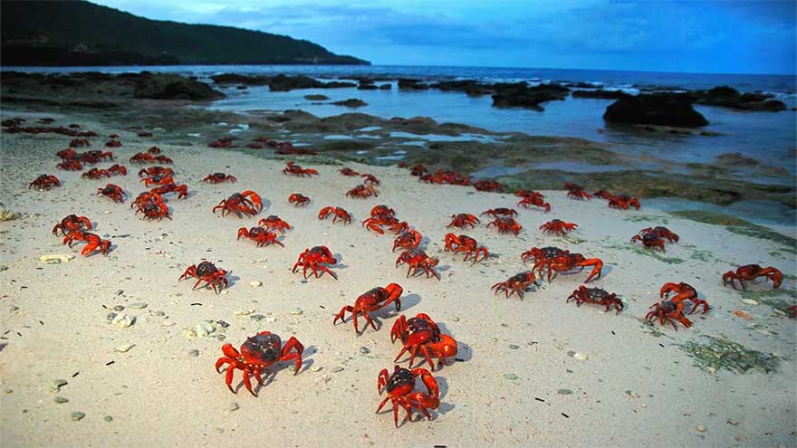 Millions of red crabs begin annual migration on Christmas Island to the sea