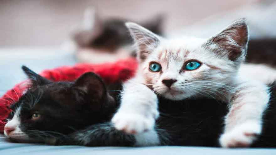 Unusual condition added to divorce agreement in Istanbul