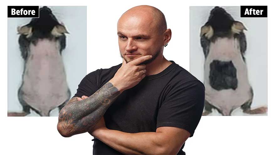 Scientists grow back thick hair on hairless mice in just 20 days