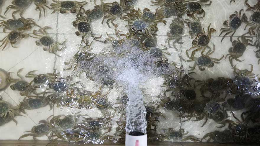 China's heatwaves threaten to dry up supply of delicious 'hairy crabs'