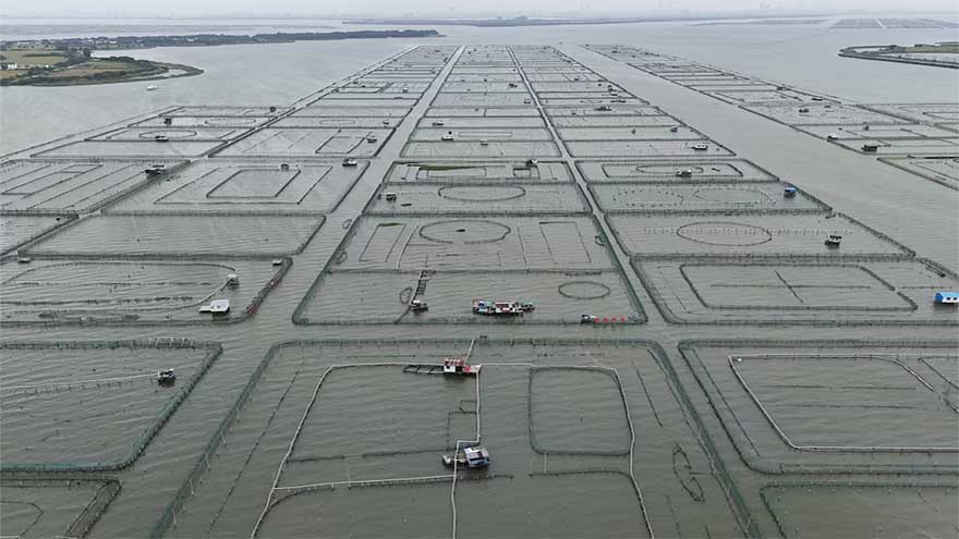 China's heatwaves threaten to dry up supply of delicious 'hairy crabs'