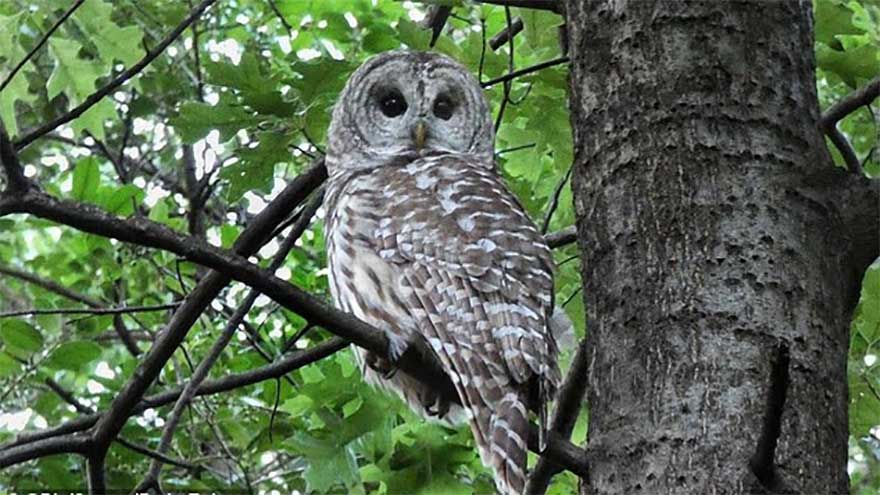 Plans to kill half a million owls in three US states spark outrage