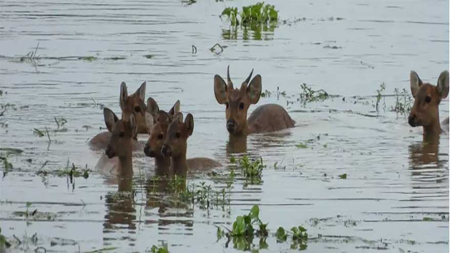 Wildlife Rangers rescue eight deer in flood-hit areas