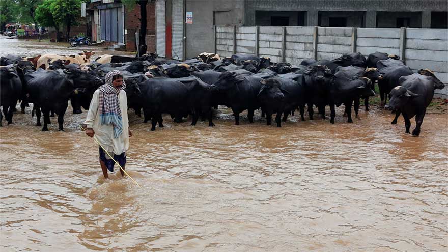 Punjab floods washed away thousands of villages and farms; now the devastation threatens Pakistan's economy