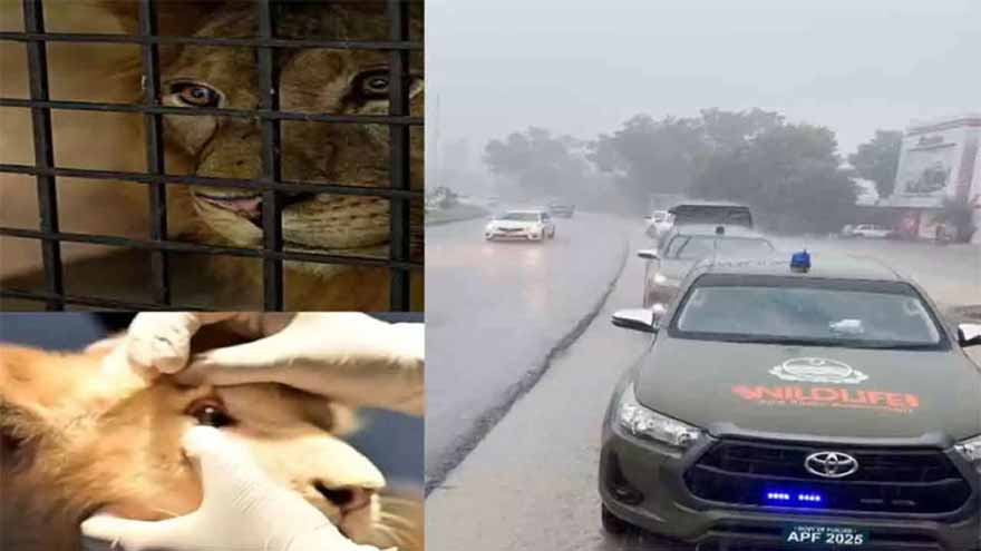 Wildlife dept rescues six lions stranded in floodwater near Ravi