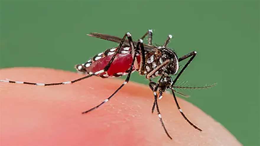 CM Gandapur takes notice of potential spread of dengue fever