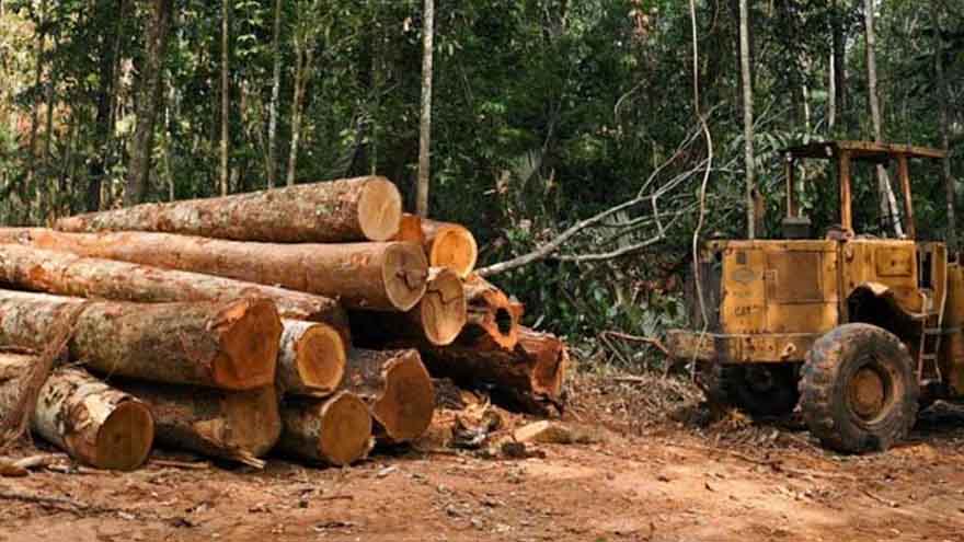 Punjab govt imposes ban on cutting of forests, auctioning of timber 