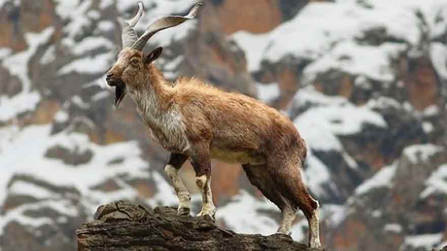 Markhor hunting permit auctioned for record Rs100 million in GB