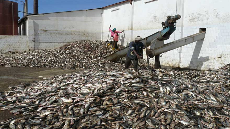 Pakistani, Chinese firms to invest $12m in fishmeal plant at Gwadar Port