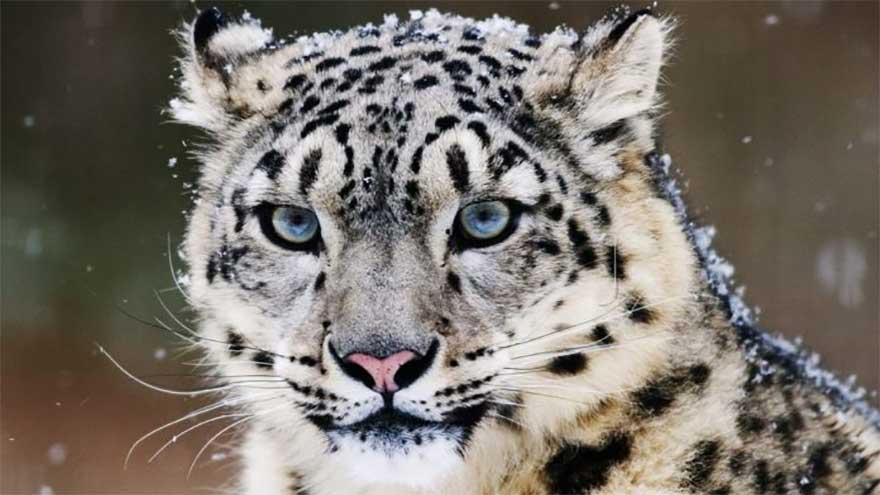 Leopard captured in lower Galiyat after attacking livestock