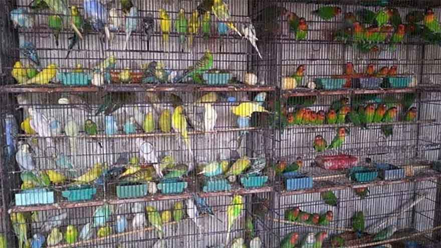 New policy introduced to stop illegal trade of rare parrots