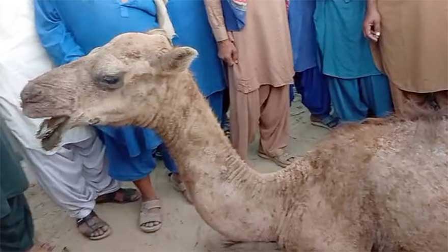 Police arrest two suspects for chopping off camel's leg in Sukkur 