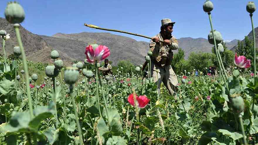 Massive anti-narcotics operation launched in Balochistan to eliminate drug trade