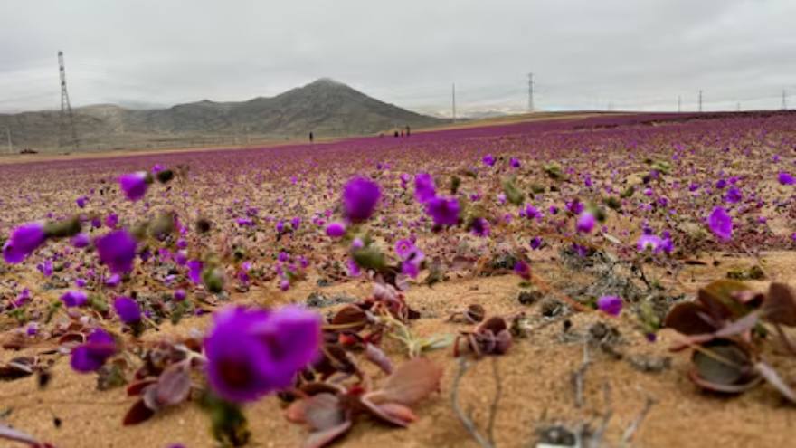 Rains bring rare floral bloom to Chile's Atacama Desert