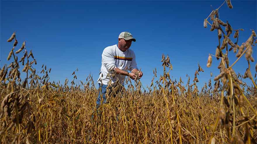 Trump's trade battle with China puts US soybean farmers in peril