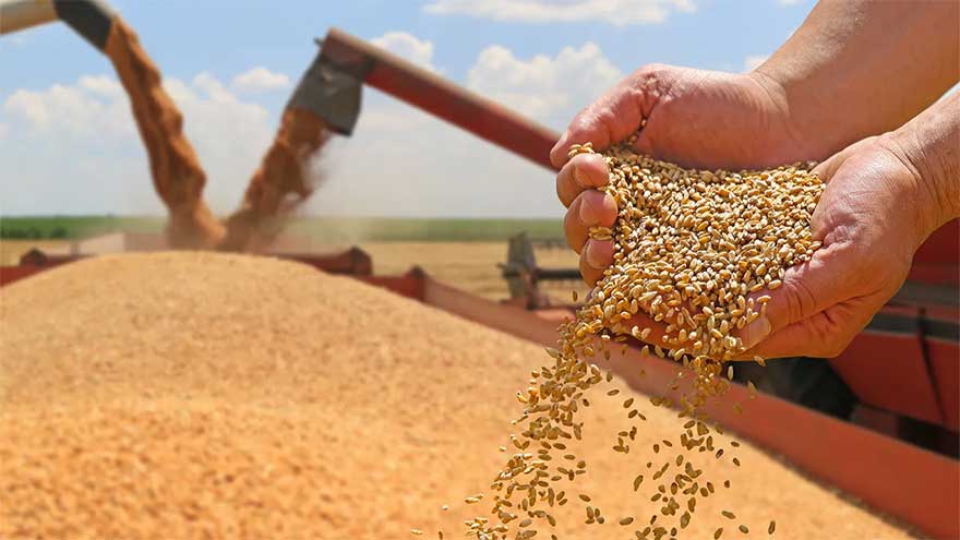 Punjab intensifies action against wheat hoarders amid price hike in Sindh