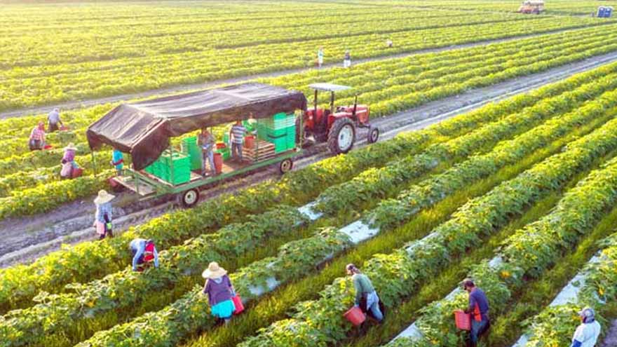 Govt plans diesel subsidy for small farmers, Rs1,500 per acre proposed