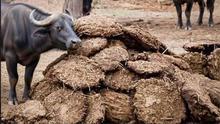وزیر بلدیات پنجاب کی بھینسوں کے گوبر پر ٹیکس عائد کرنے سے متعلق خبروں کی تردید