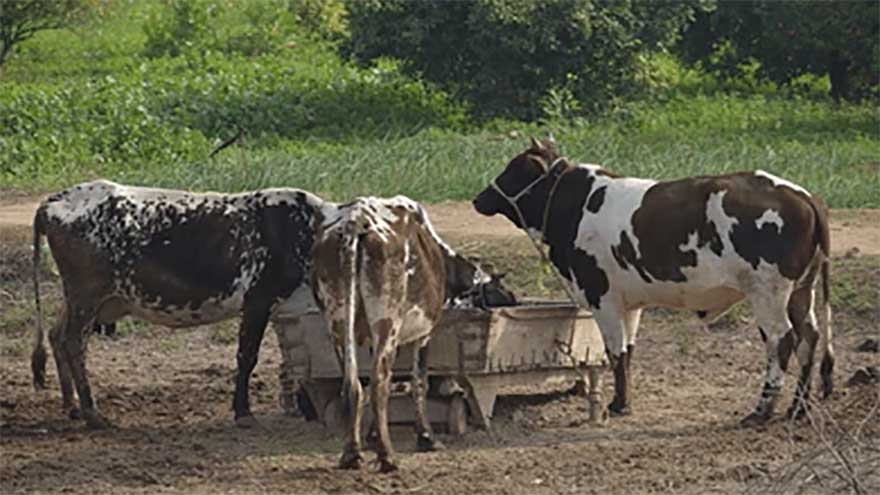 Federation, Punjab agree on joint strategy to unlock livestock sector potential