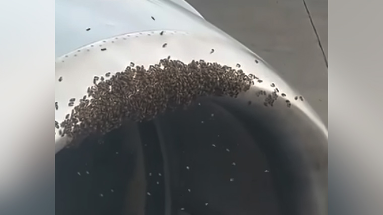 مکھیوں کے جھنڈ نے طیارہ روک لیا، پرواز تاخیر کا شکار