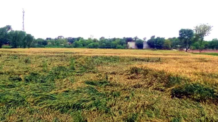 فیصل آباد میں شدید بارشیں، ژالہ باری، گندم کی زیر کاشت فصل شدید متاثر ہونے کا خدشہ