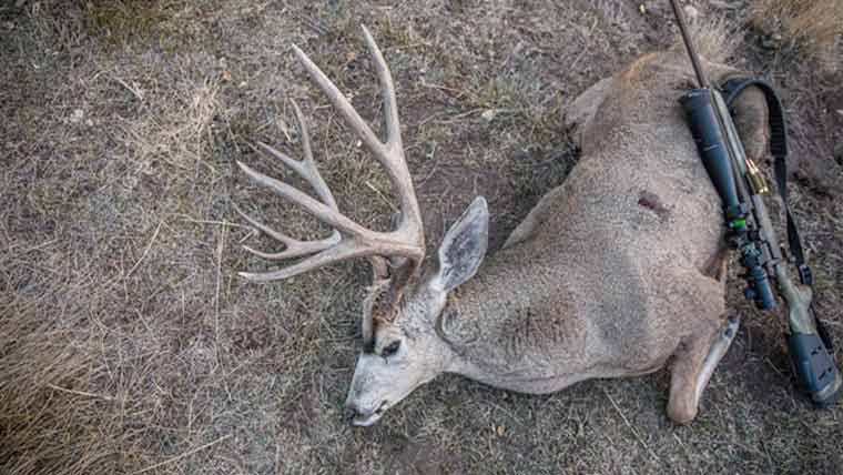 تھرپارکر میں نایاب ہرنوں کے شکار پر 4 ملزمان کے خلاف مقدمہ درج