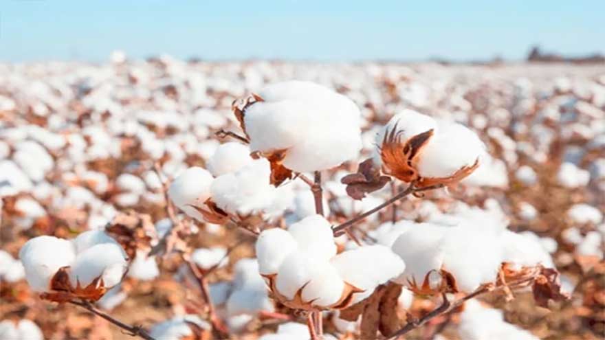 Cotton prices hit two-year high as supply constraints tighten market