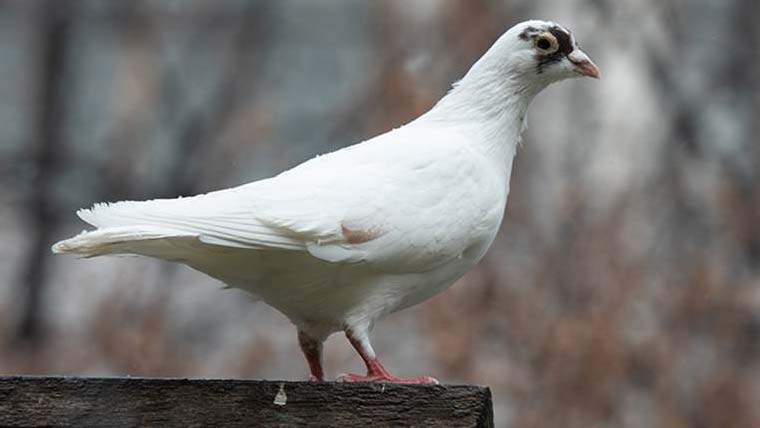 دنیا میں سب سے لمبی عمر پانے والا شوگر نامی کبوتر انتقال کر گیا