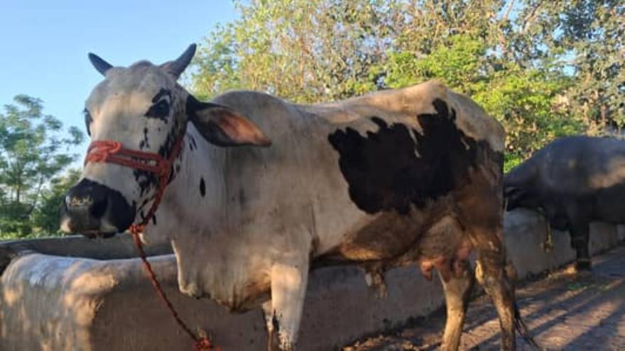 Livestock insurance scheme launched in Galiyat to protect farmers from wildlife losses