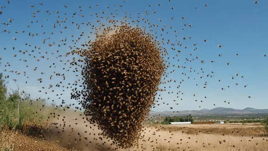Huge swarm of bees attacks Israel